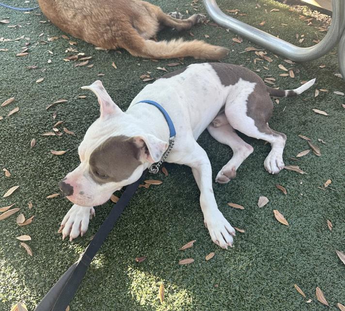 Prince, a Adoptable Pit Bull Terrier in Concord, NH image 2/6