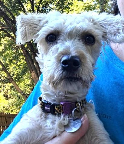 Enlarge Lola, a Adoptable mixed breed in Irmo, SC image 2/3