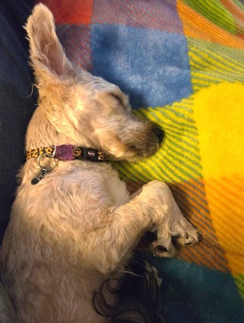 Enlarge Lola, a Adoptable mixed breed in Irmo, SC image 3/3
