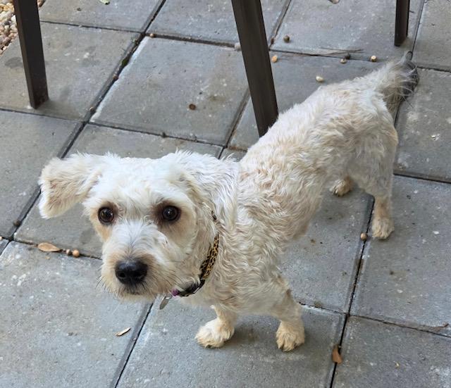 Enlarge Lola, a Adoptable mixed breed in Irmo, SC image 1/3