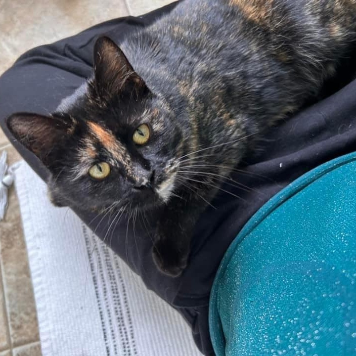 Calypso