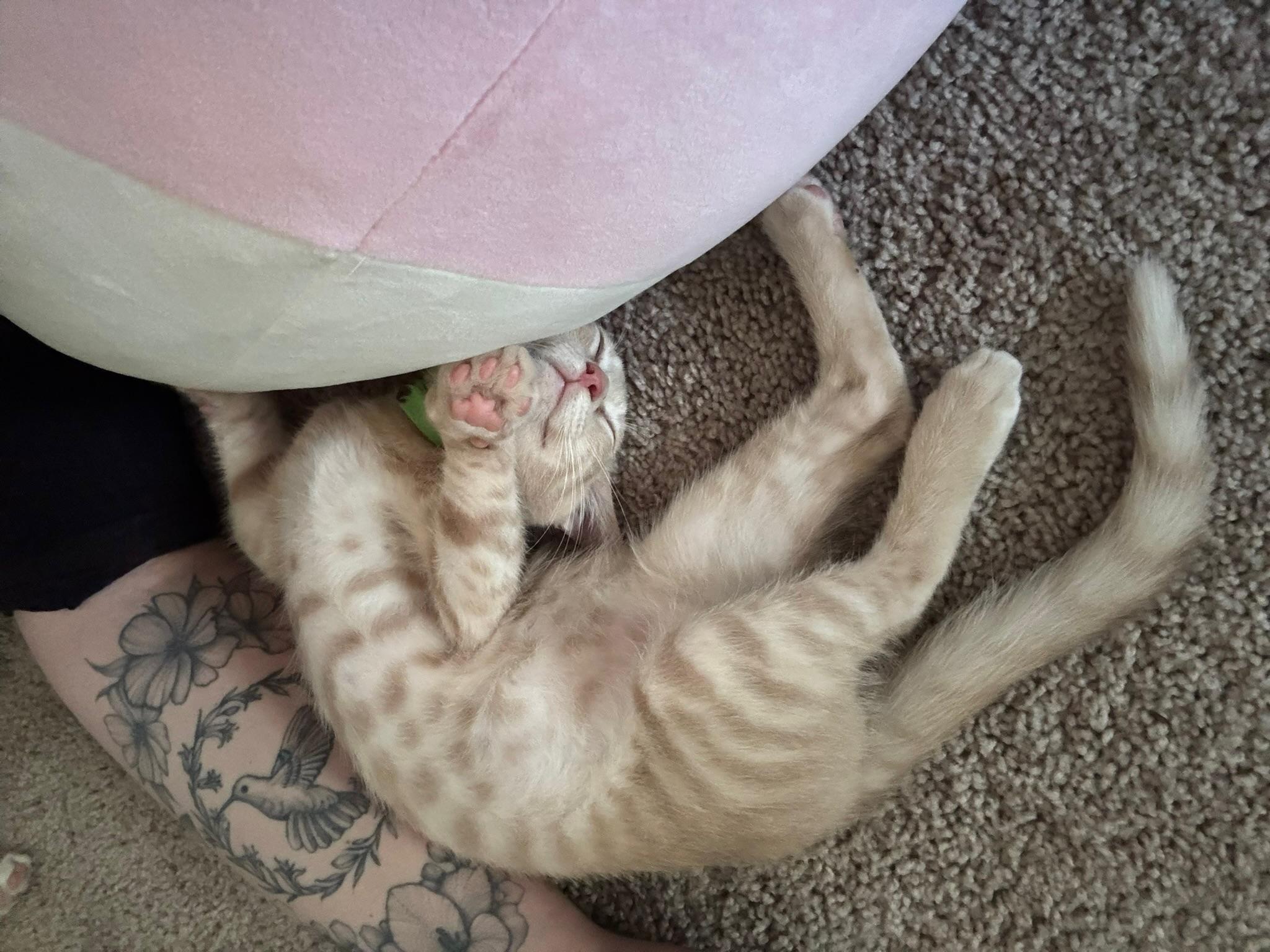 Owen, Adoptable, Kitten Male Domestic Short Hair.