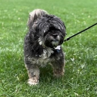 Bailey, adopted, Senior Female Shih Tzu.