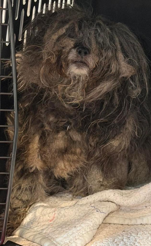 Tinkerbell, Adoptable, Adult Female Lhasa Apso & Shih Tzu.
