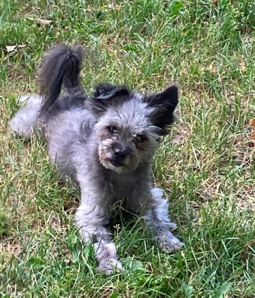 Tinkerbell, Adoptable, Adult Female Lhasa Apso & Shih Tzu.