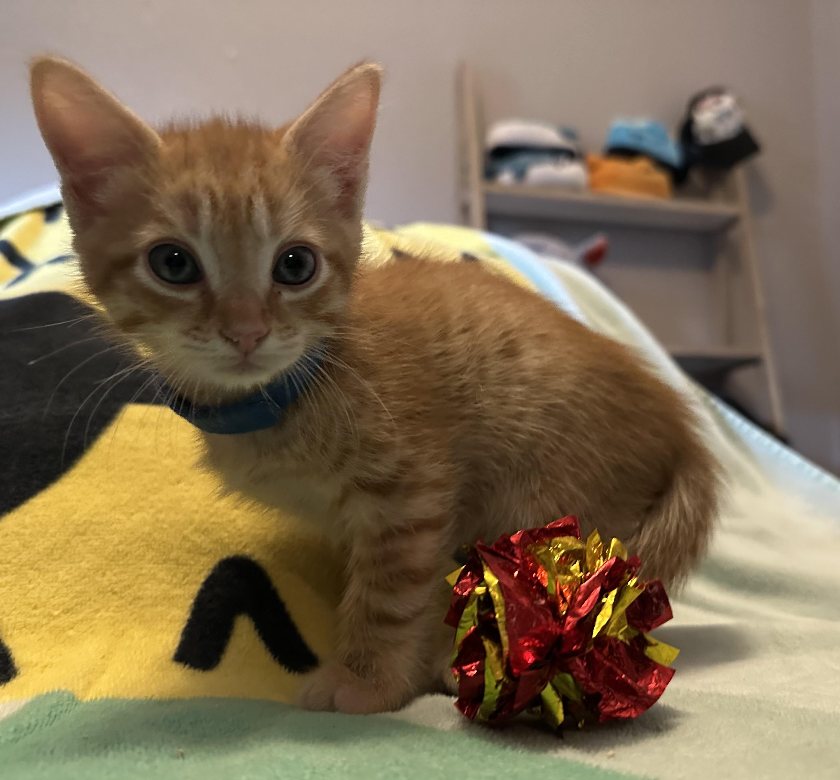 Dewey, Adopted, Kitten Male Domestic Short Hair.