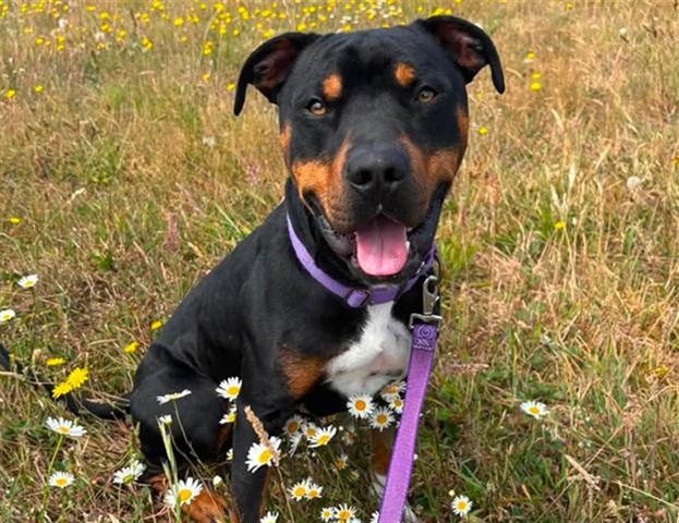 ROOSTER, Adoptable, Young Male Pit Bull Terrier.