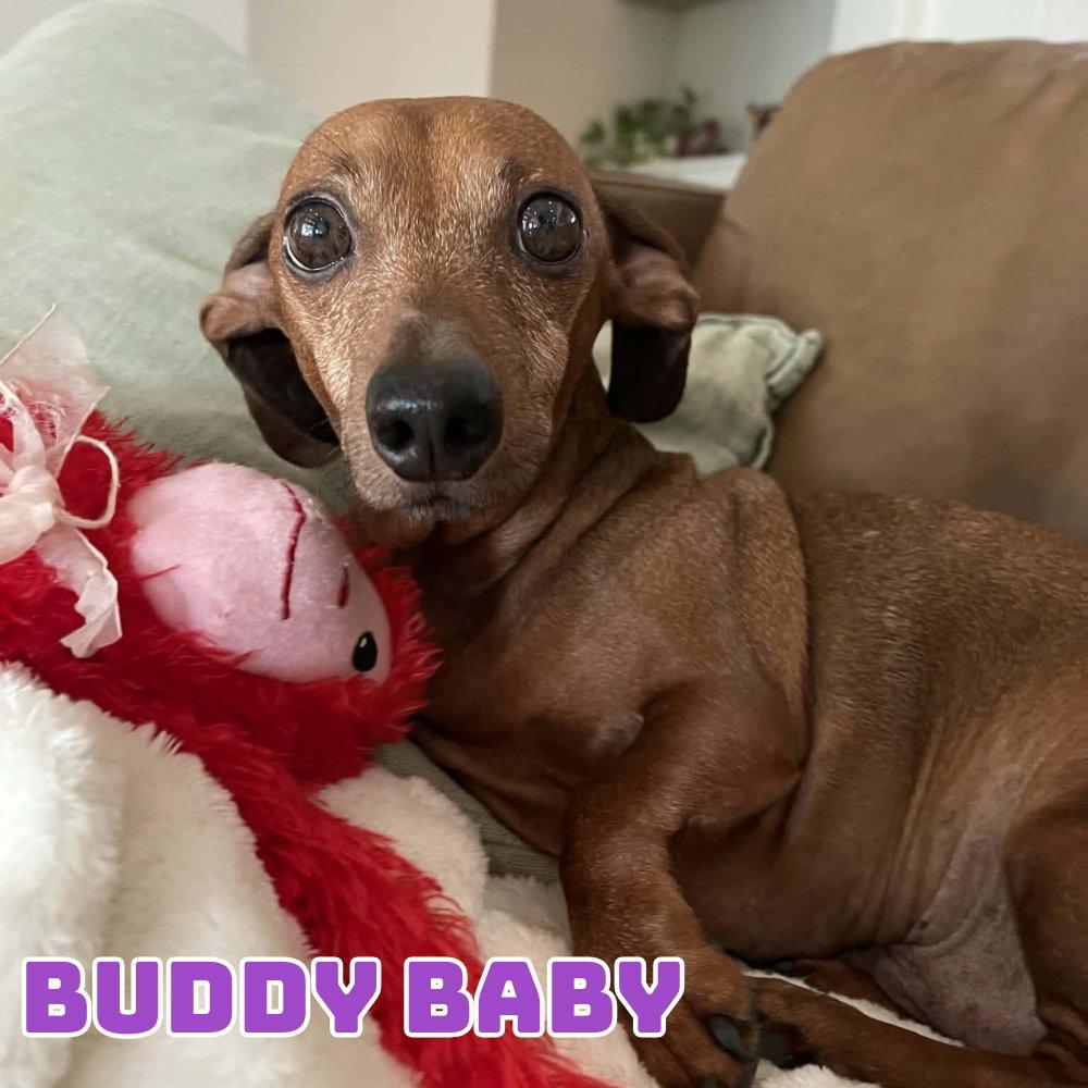 Buddy Baby, Adoptable, Adult Male Dachshund.