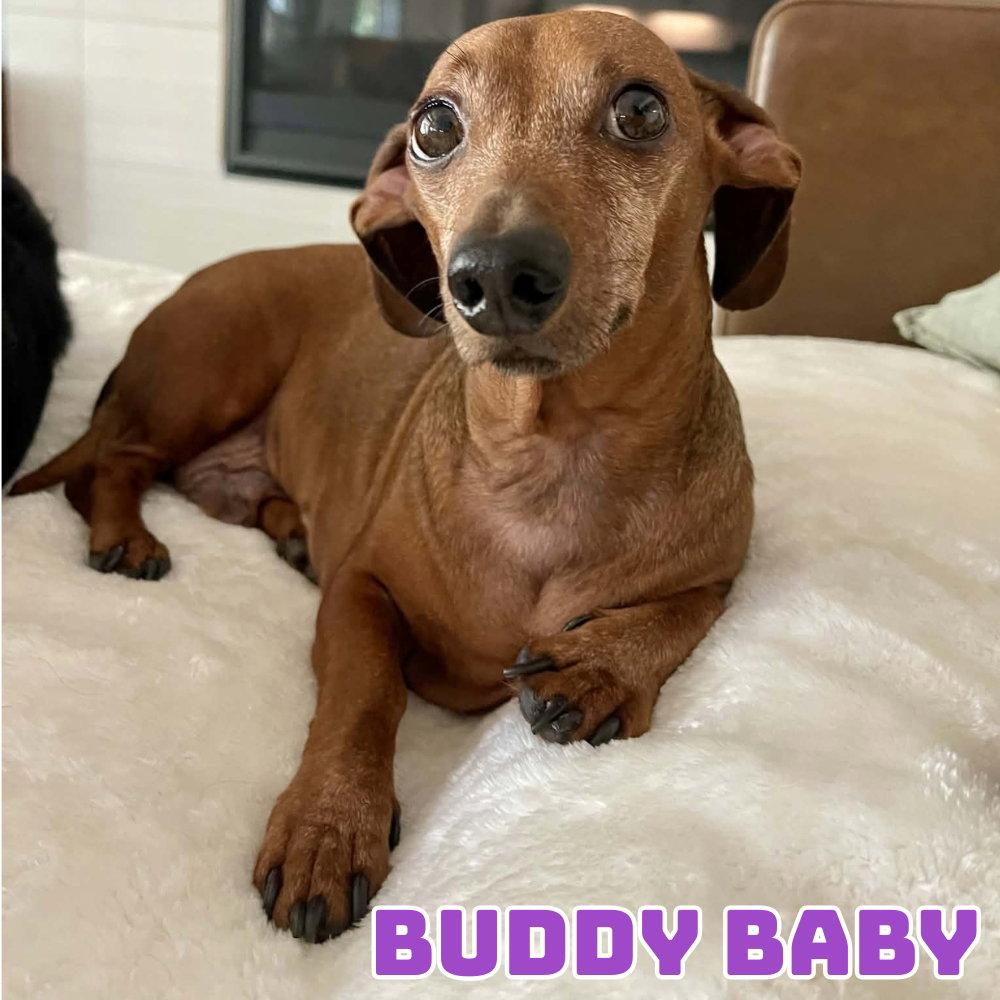 Enlarge Buddy Baby, a Adoptable Dachshund in San Antonio, TX image 2/3