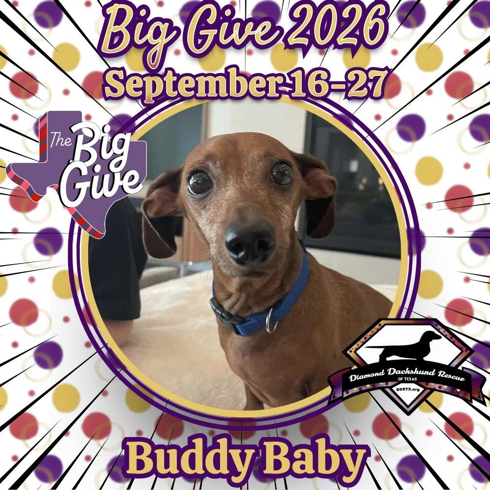 Enlarge Buddy Baby, a Adoptable Dachshund in San Antonio, TX image 3/3
