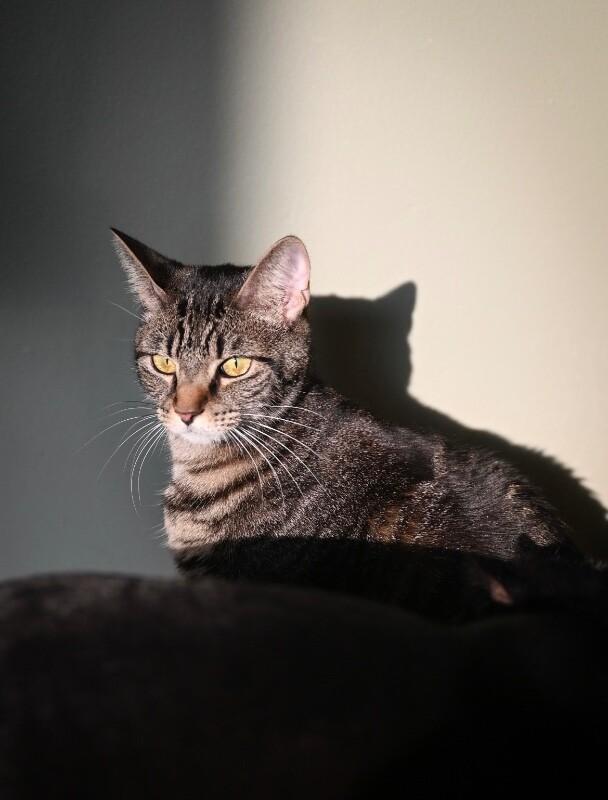 Enlarge Hyatt, a Adoptable Domestic Short Hair in Grand Rapids, MI image 3/5