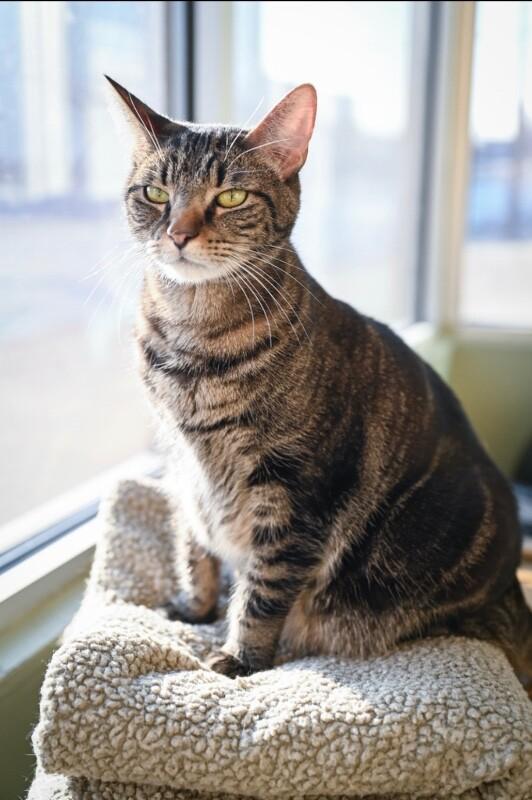 Enlarge Hyatt, a Adoptable Domestic Short Hair in Grand Rapids, MI image 4/5
