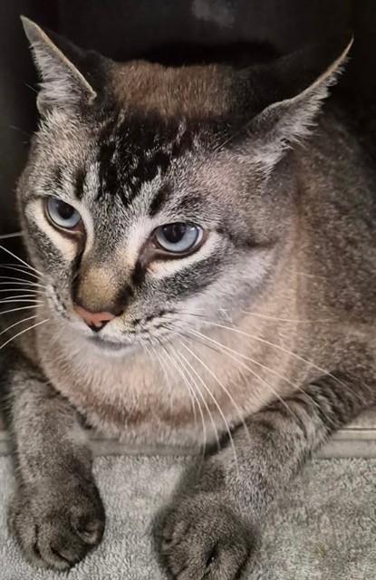 KITTY PURRY, Adoptable, Adult Male Siamese & Domestic Short Hair.