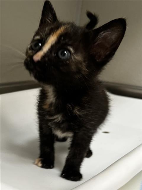 Enlarge MAGGIE, a Adoptable Domestic Short Hair in Tracy, CA image 1/1