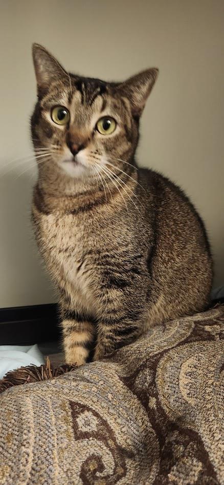 Enlarge Cat Stevens, a Adoptable Domestic Short Hair in La Jolla, CA image 1/1