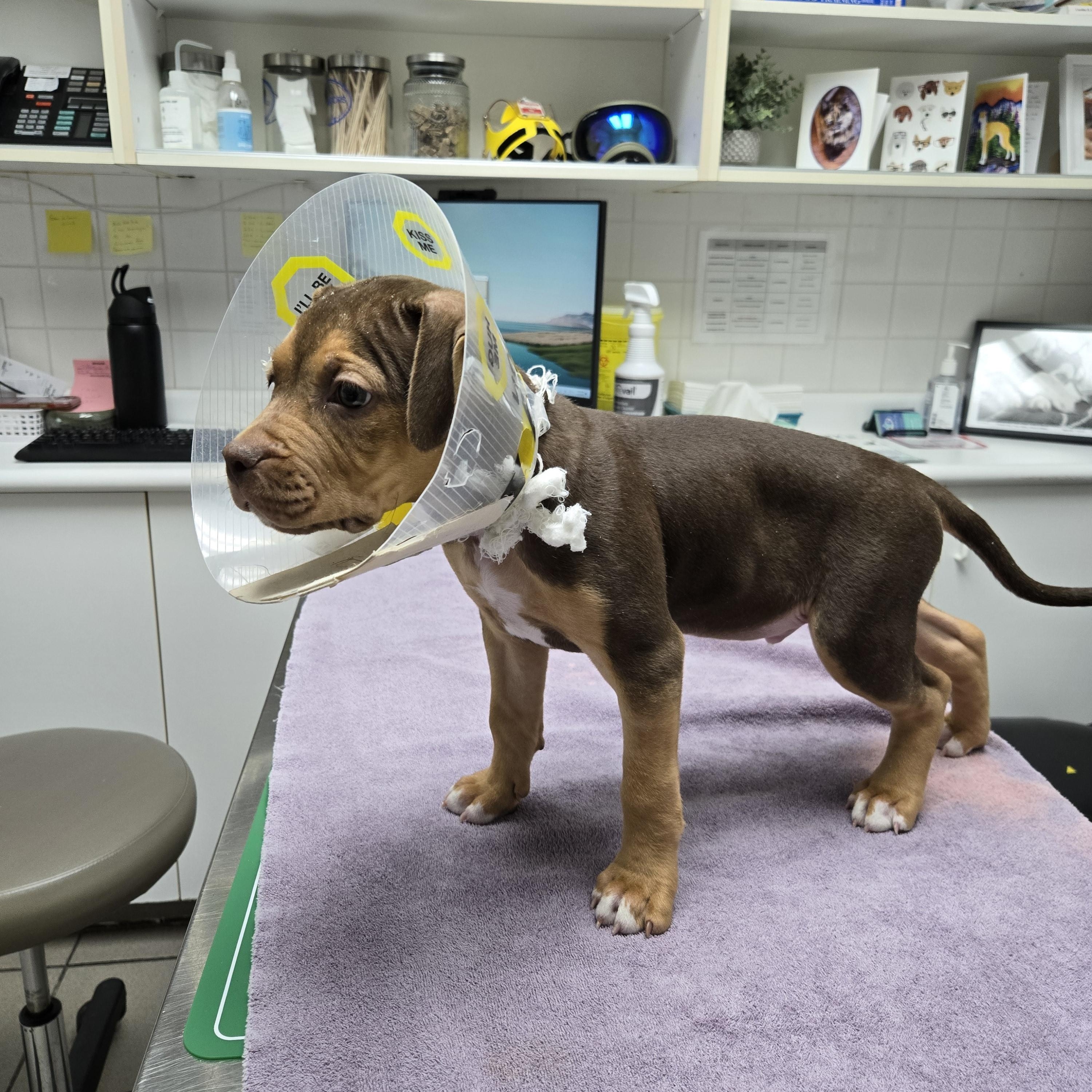 Enlarge Puppy, an adopted mixed breed in Mississauga, ON image 3/5