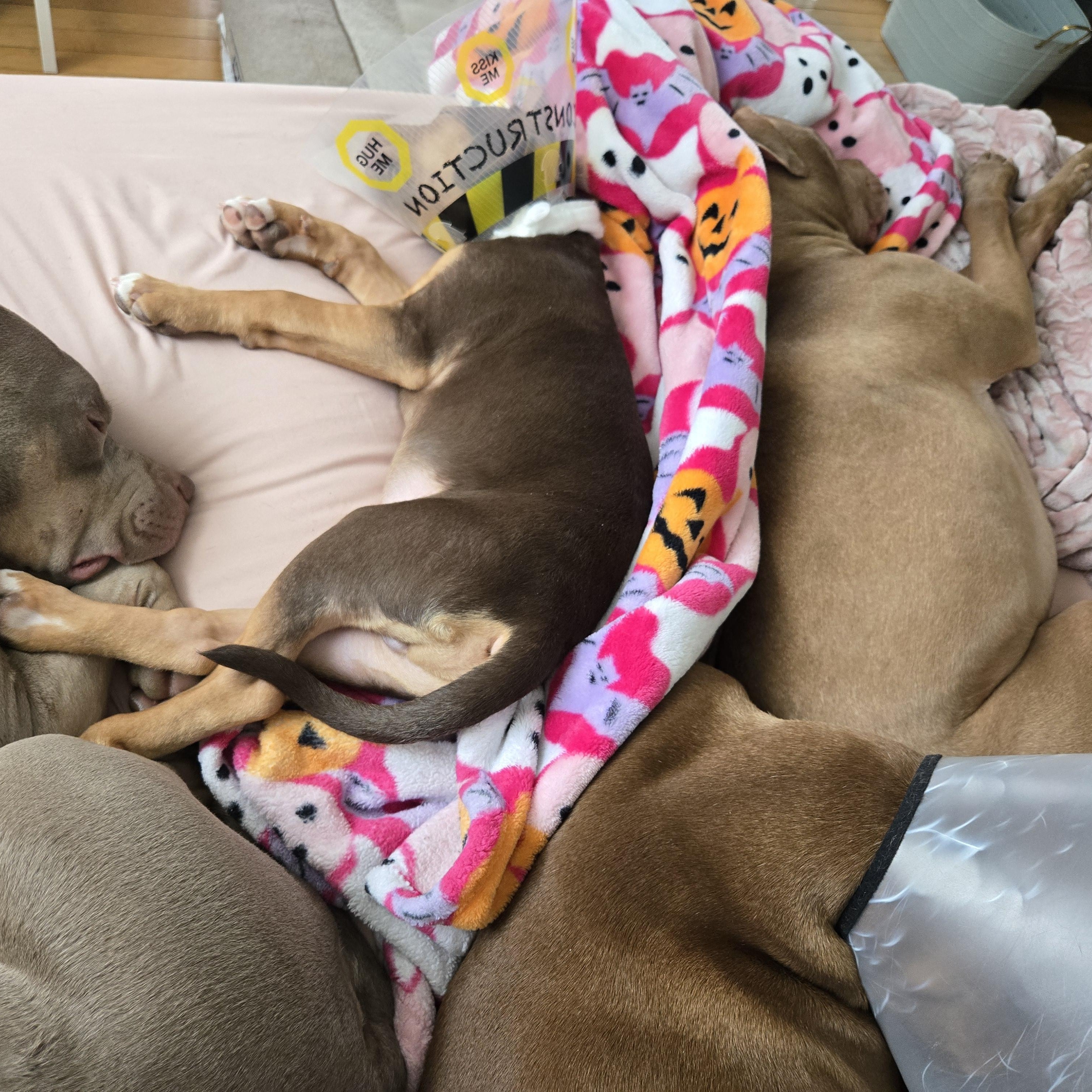 Enlarge Puppy, an adopted mixed breed in Mississauga, ON image 4/5