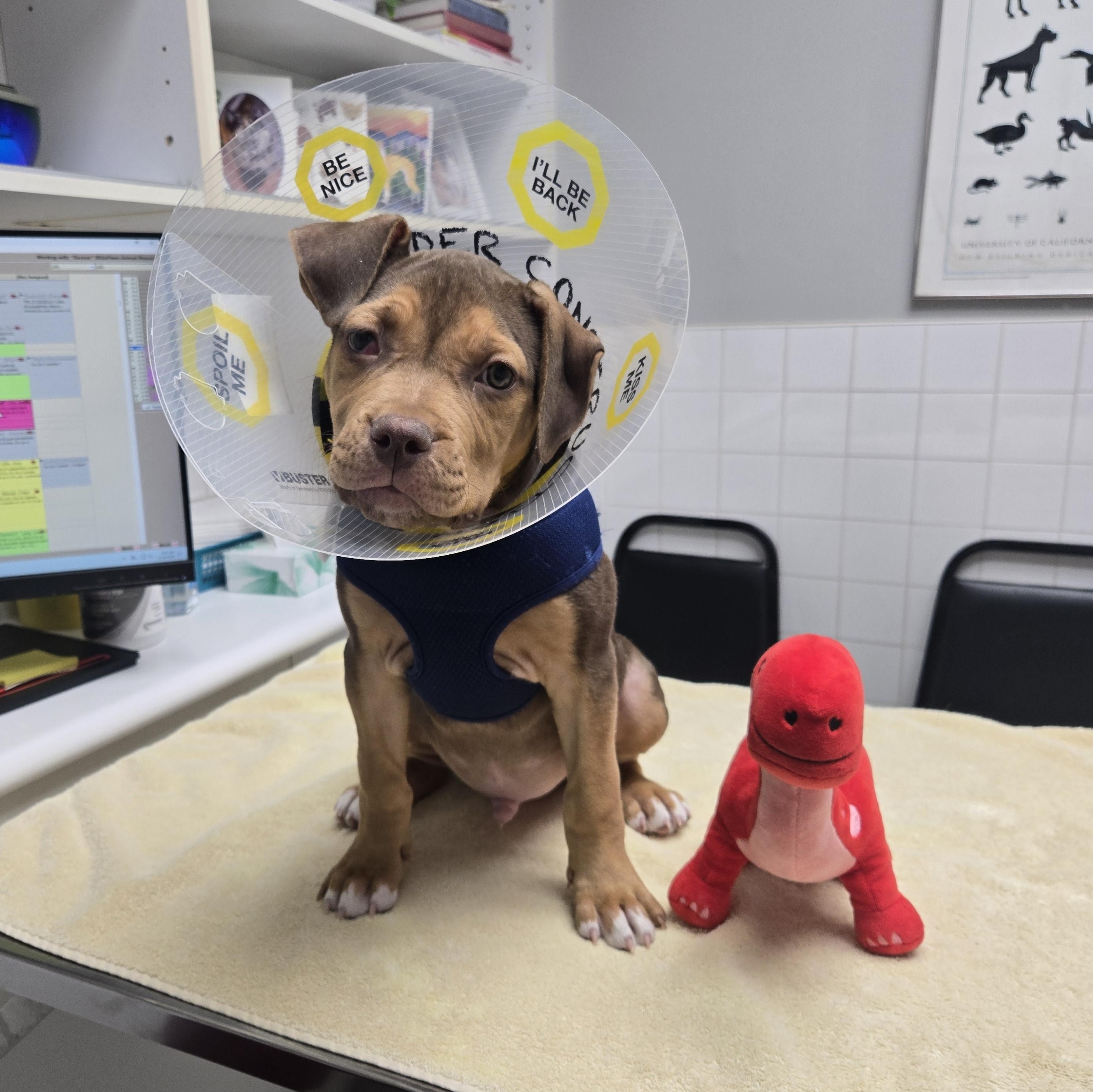 Enlarge Puppy, an adopted mixed breed in Mississauga, ON image 1/5