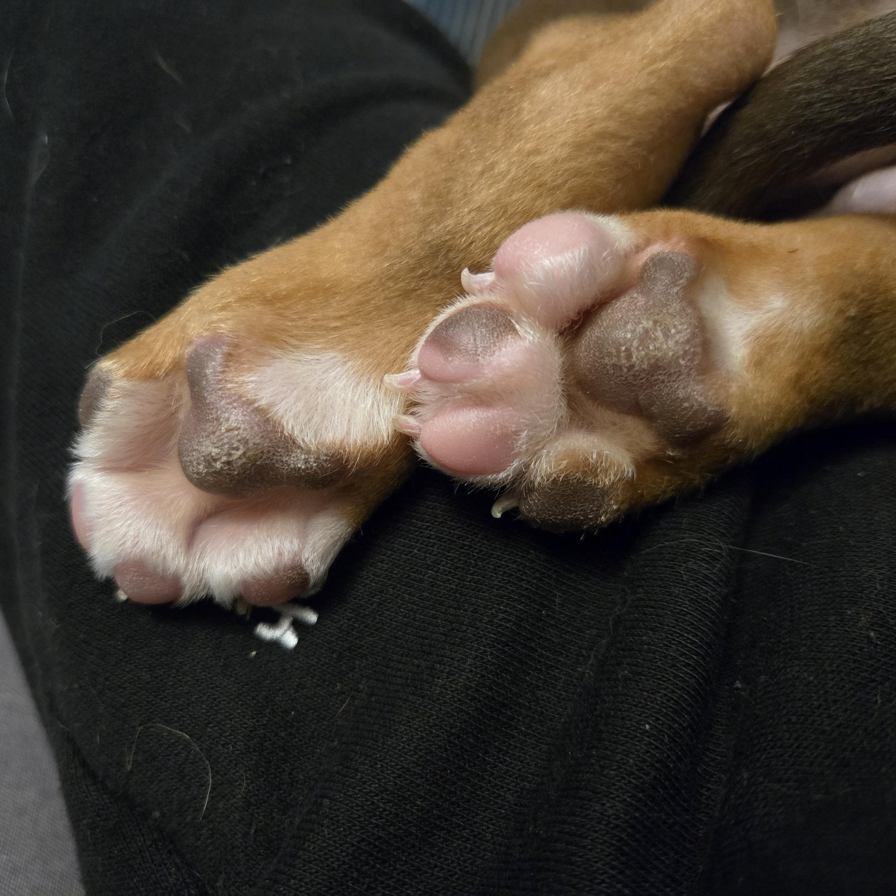 Enlarge Puppy, an adopted mixed breed in Mississauga, ON image 5/5