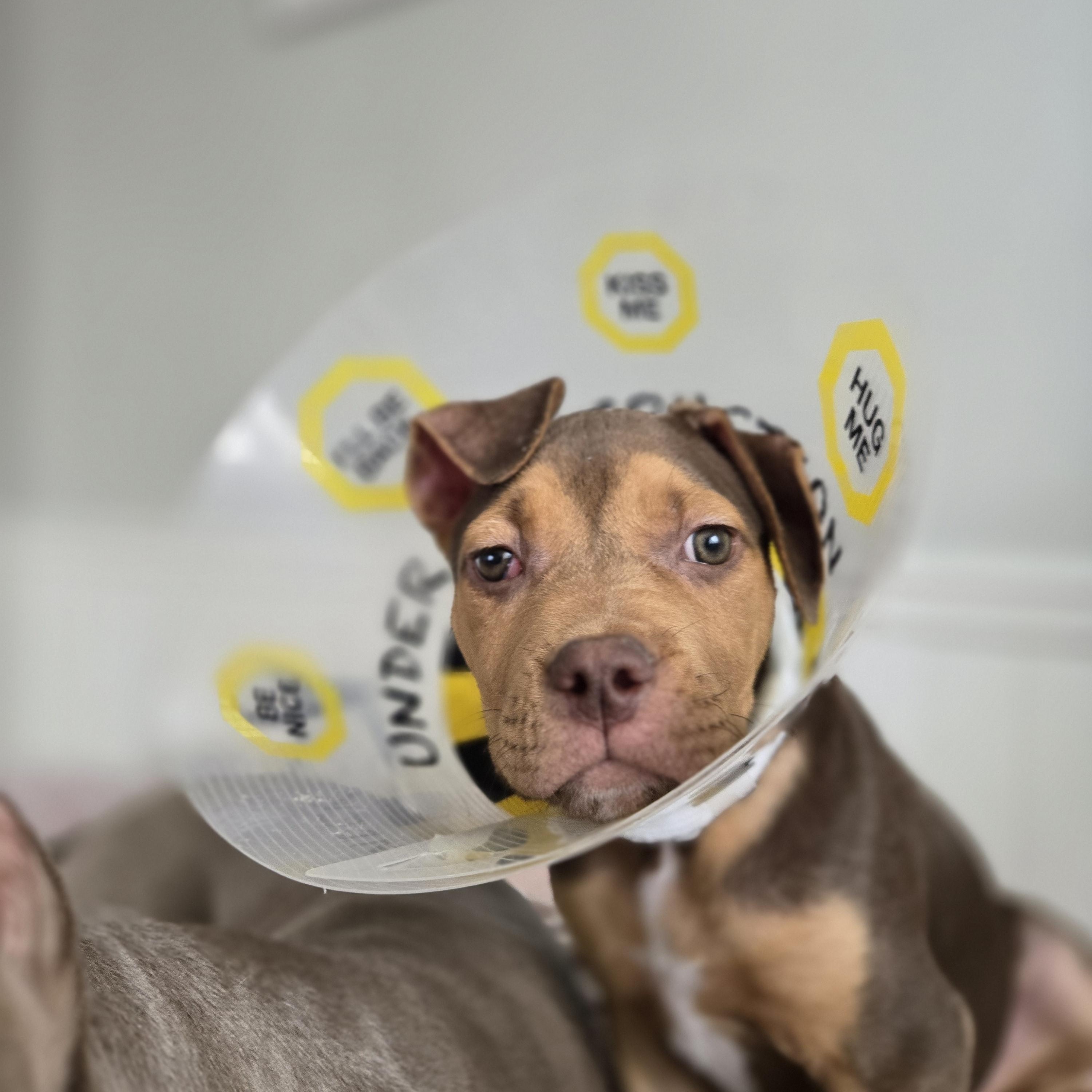 Enlarge Puppy, an adopted mixed breed in Mississauga, ON image 2/5