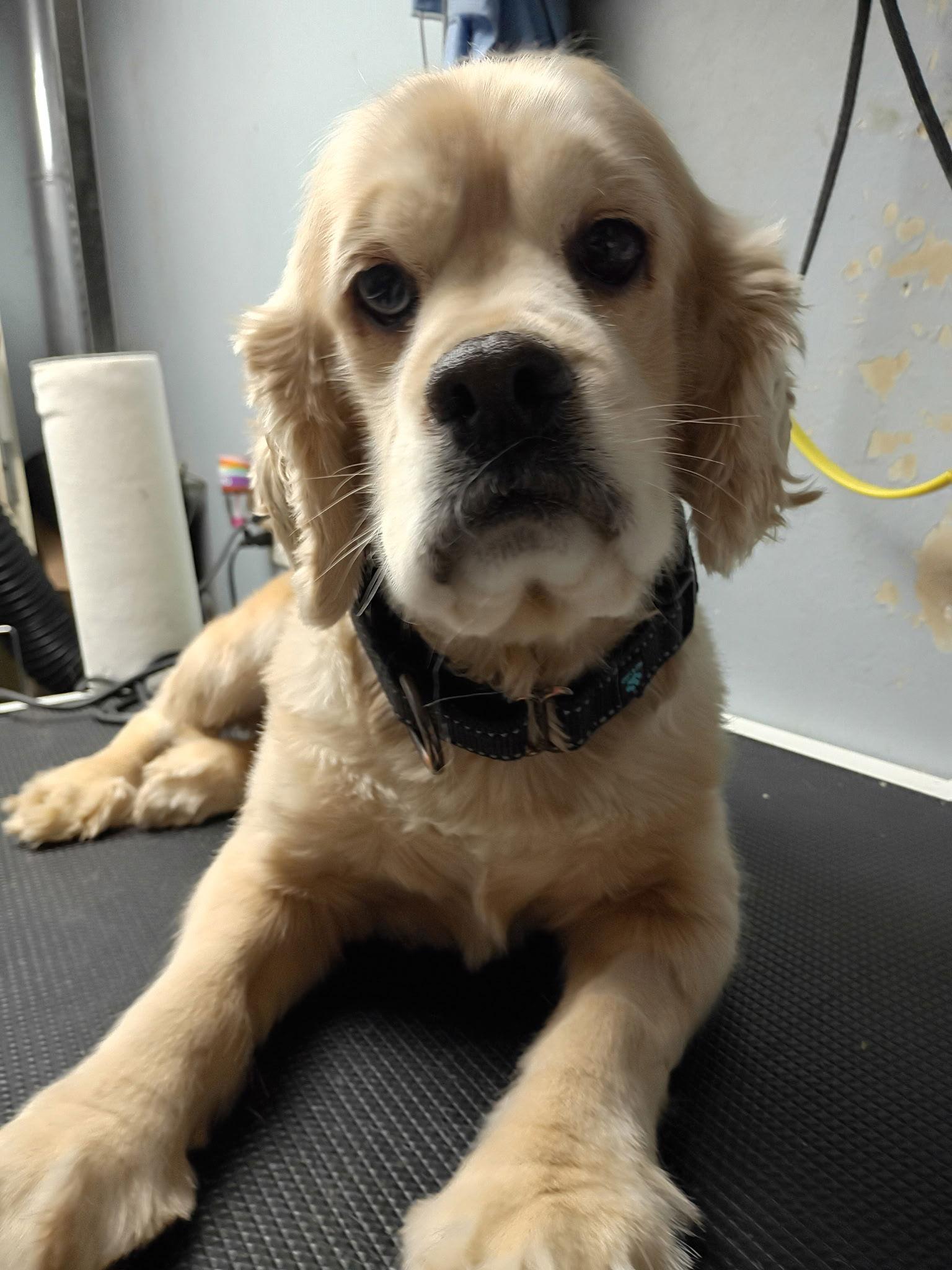 Jasper, a Adoptable Cocker Spaniel in Brandon, SD image 1/2