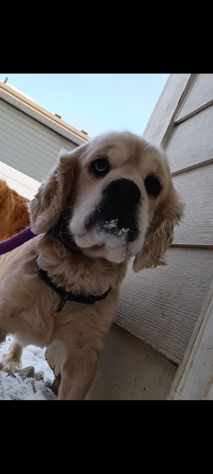 Jasper, a Adoptable Cocker Spaniel in Brandon, SD image 2/2
