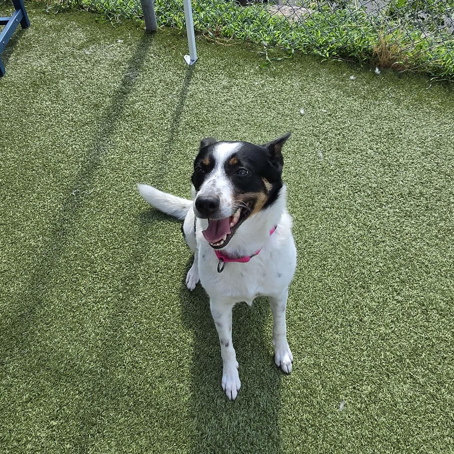 Daphne, ADOPTABLE, Senior Female Border Collie.