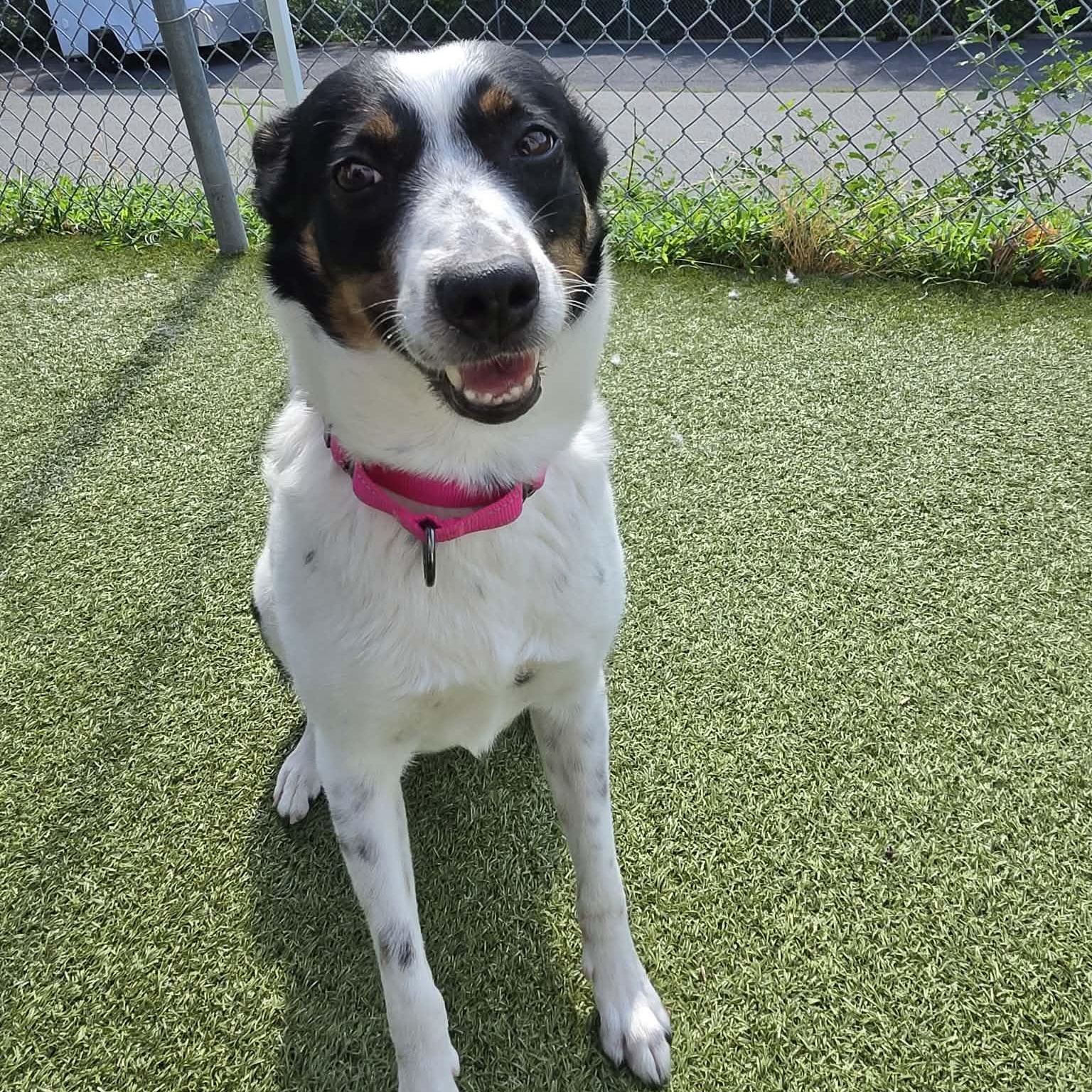 Daphne, a ADOPTABLE Border Collie in Fall River, MA image 2/2