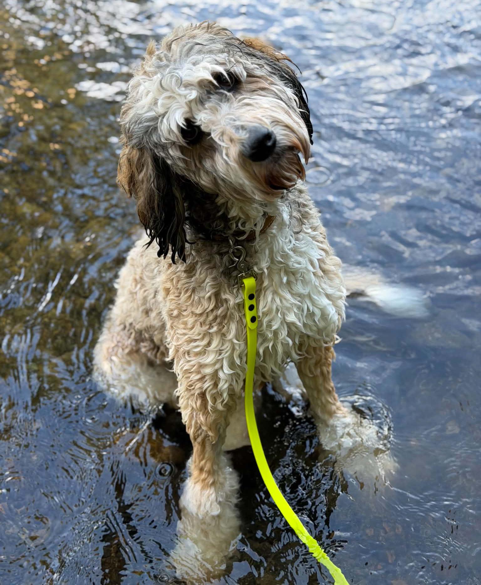 Enlarge Miley (Special Needs), a Adopted Bernedoodle in Silvana, WA image 2/6