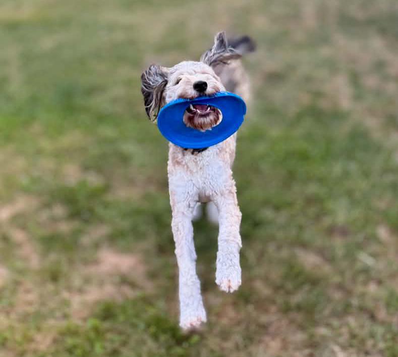 Enlarge Miley (Special Needs), a Adopted Bernedoodle in Silvana, WA image 5/6