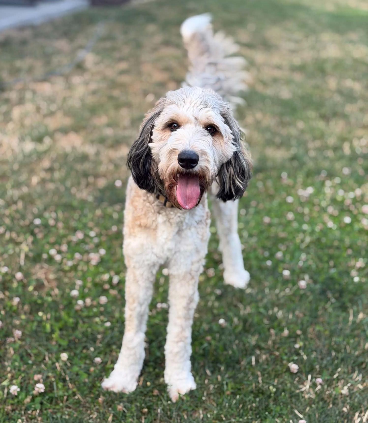Enlarge Miley (Special Needs), a Adopted Bernedoodle in Silvana, WA image 4/6