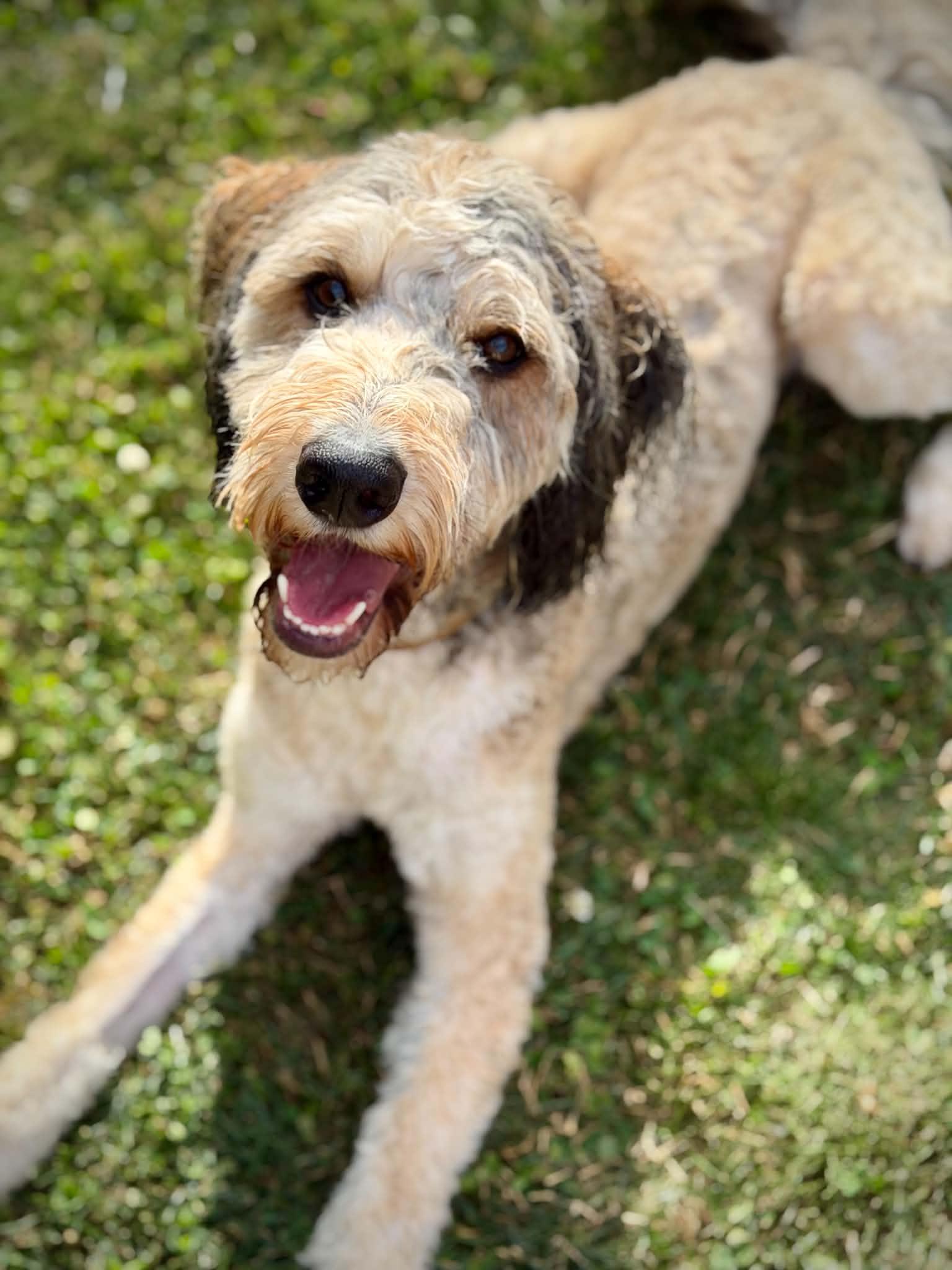 Enlarge Miley (Special Needs), a Adopted Bernedoodle in Silvana, WA image 3/6