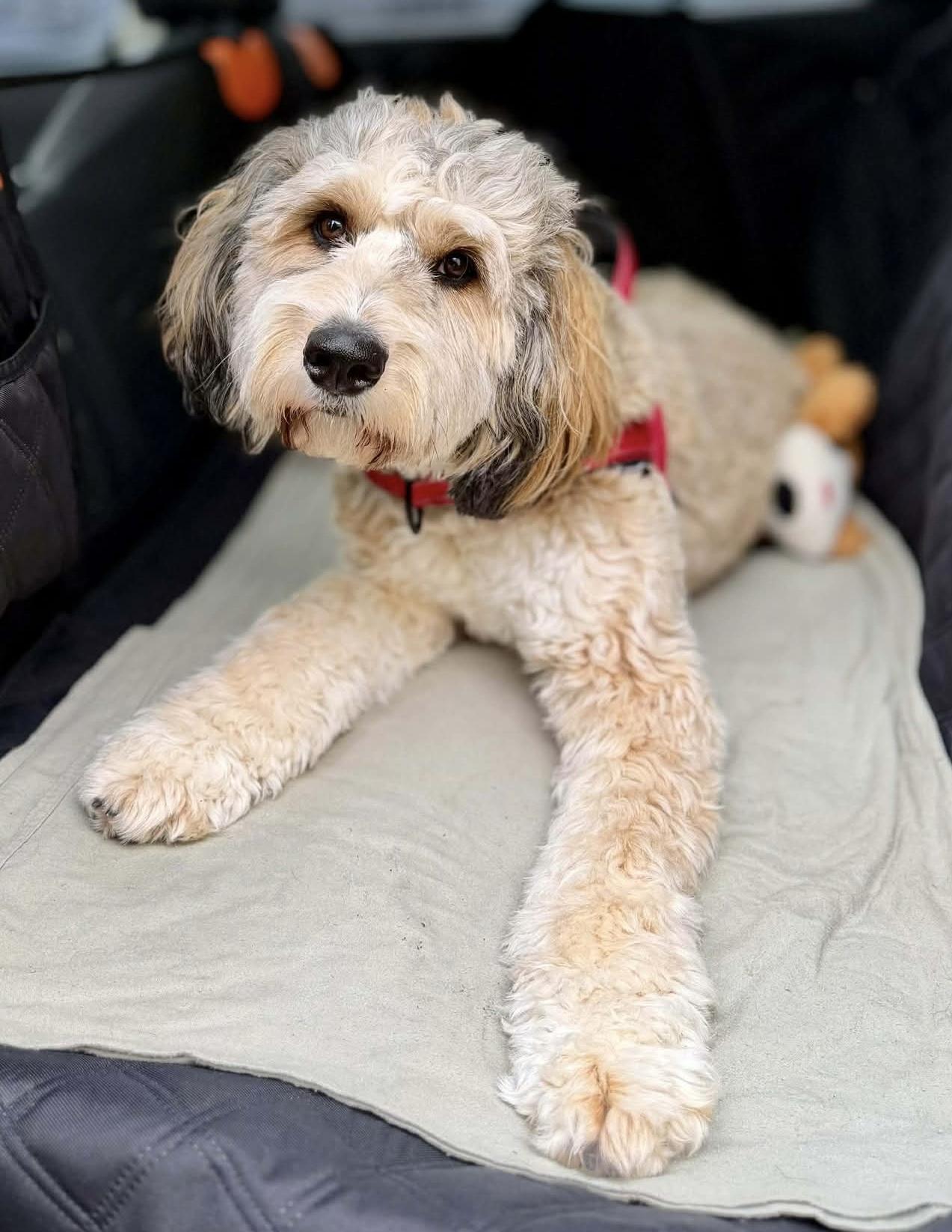 Enlarge Miley (Special Needs), a Adopted Bernedoodle in Silvana, WA image 1/6