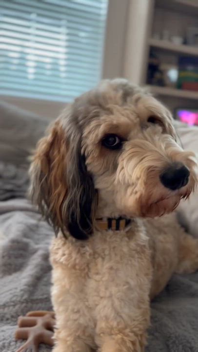 Enlarge Miley (Special Needs), a Adopted Bernedoodle in Silvana, WA video 6/6