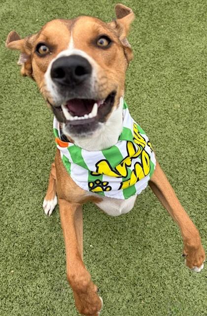 Jagger, ADOPTABLE, Adult Male Mountain Cur & Boxer.