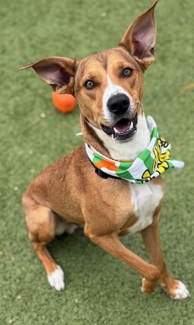 Jagger, a ADOPTABLE mixed breed in Fayetteville, AR image 3/6