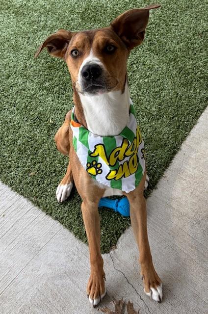 Jagger, a ADOPTABLE mixed breed in Fayetteville, AR image 4/6