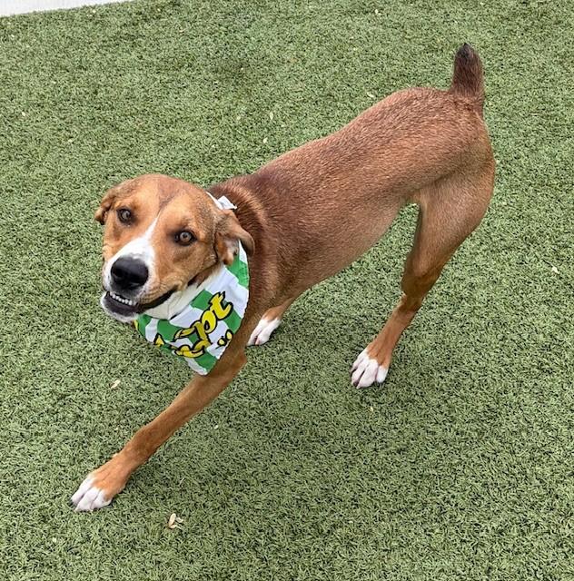 Jagger, a ADOPTABLE mixed breed in Fayetteville, AR image 2/6