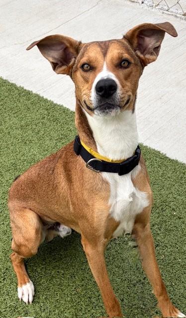 Jagger, a ADOPTABLE mixed breed in Fayetteville, AR image 5/6