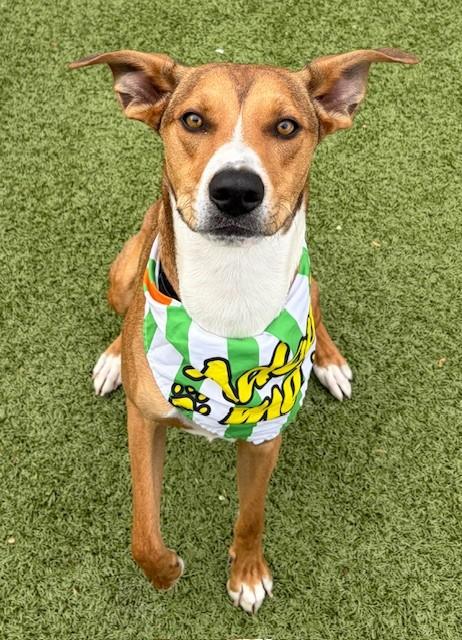 Jagger, a ADOPTABLE mixed breed in Fayetteville, AR image 6/6