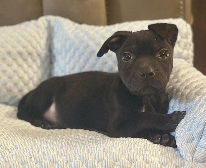 Larry, Adoptable, Puppy Male Mixed Breed.