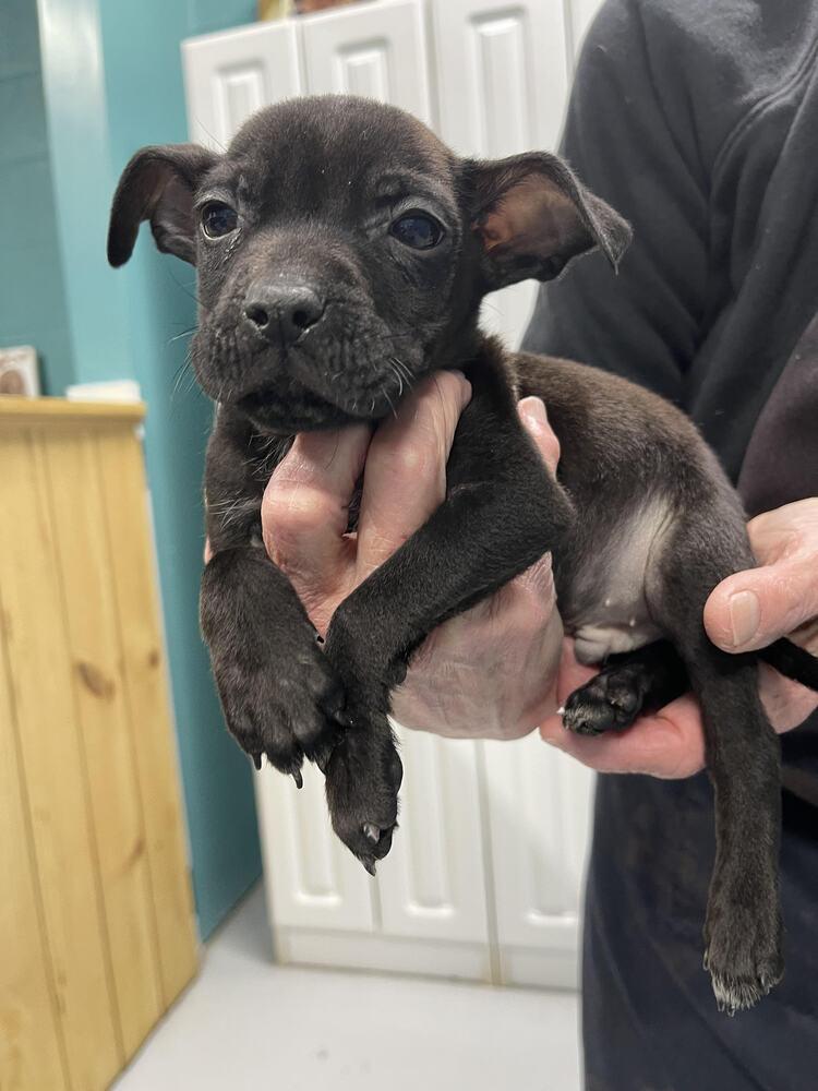 Larry, Adoptable, Puppy Male Mixed Breed.