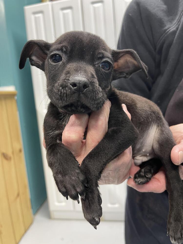 Enlarge Larry, a Adoptable Mixed Breed in Chattanooga, TN image 2/2