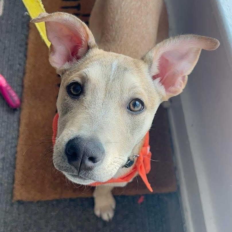 Enlarge Ray Ray, a ADOPTABLE Mixed Breed in Yaphank, NY image 5/5