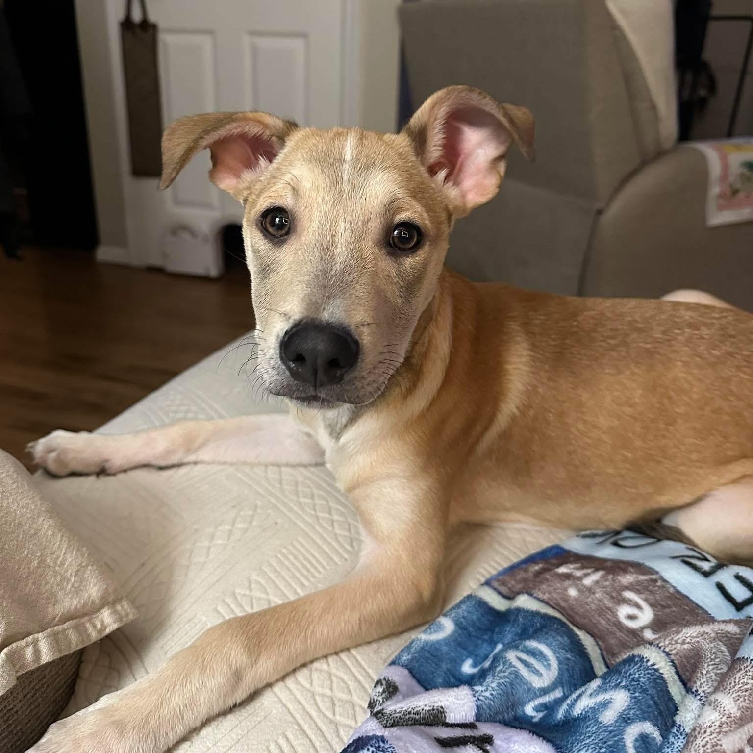 Enlarge Ray Ray, a ADOPTABLE Mixed Breed in Yaphank, NY image 2/5