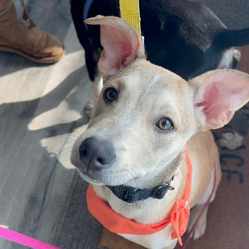 Enlarge Ray Ray, a ADOPTABLE Mixed Breed in Yaphank, NY image 4/5