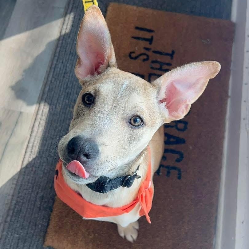 Enlarge Ray Ray, a ADOPTABLE Mixed Breed in Yaphank, NY image 1/5