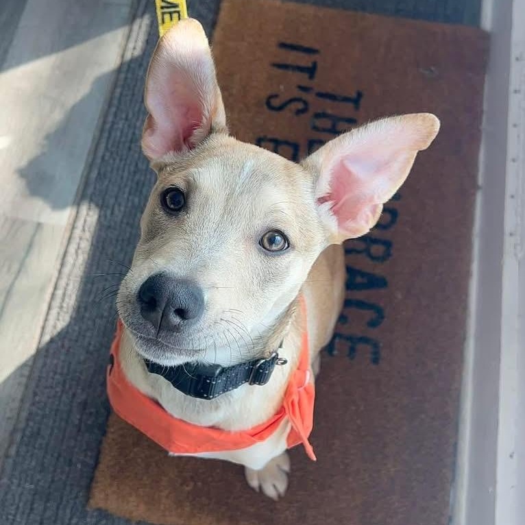 Enlarge Ray Ray, a ADOPTABLE Mixed Breed in Yaphank, NY image 3/5