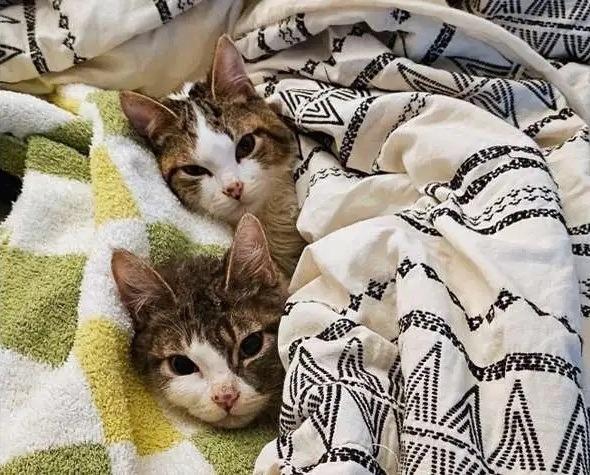 Trail Mix ICC-153-25, Adoptable, Kitten Male Domestic Short Hair.