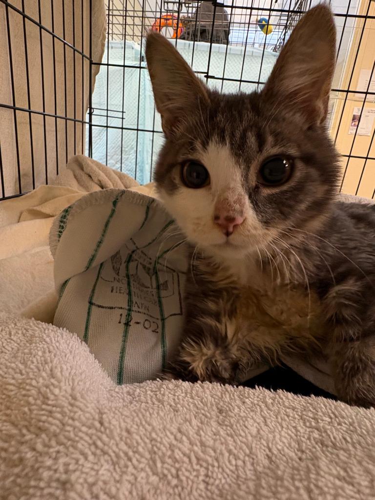 Trail Mix ICC-153-25, a Adoptable mixed breed in Coupeville, WA image 3/4